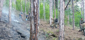 ОГНЕН АД!: 10 вили изгоряха до основи
