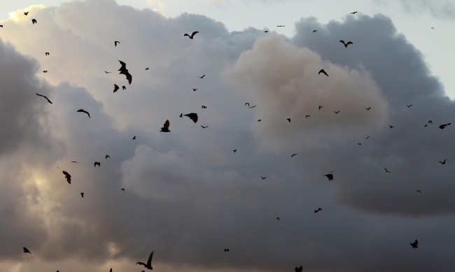 Откъде тръгна коронавирусът и кой беше първият пациент с COVID-19?