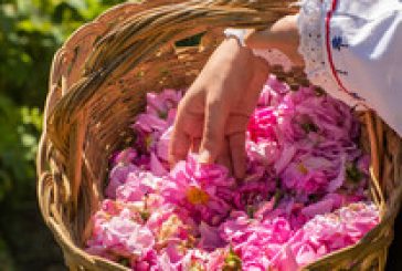 България на крачка да получи уникален код за защита на розовото масло