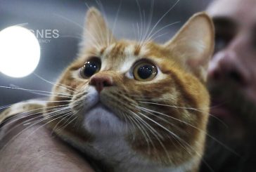 Пияница изпра котката в пералнята за отмъщение на жена си
