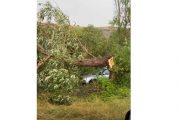 Мощна буря удари Ковачевско, дърво премаза коли