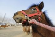 Задържаха трима мъже за кажба на коне край Якоруда