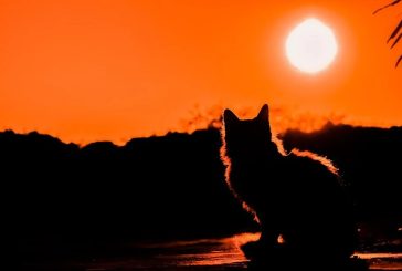 Мощната енергия на котките - ето как те улавят негативните вибрации