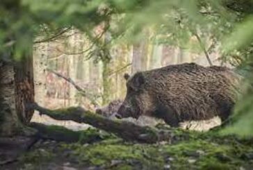Дива свиня уби руски войник в Чернобил