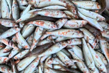 Консумацията на цели малки риби и продължителността на живота