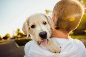 10 причини да си вземем куче
