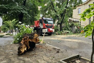 Дърво падна върху автомобил