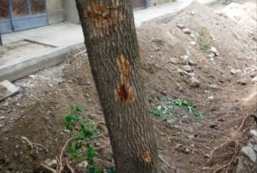 Засаждат 24 нови дръвчета по ул. 