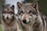Двойка вълци обикаля района на петричкото с. Габрене