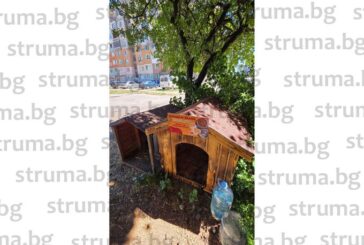 Перничани се грижат в горещините за бездомните кучета и котки