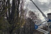 Община Радомир реже тополите по улица „Люлякова“