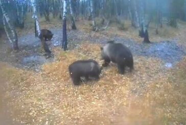 Мечка уби язовец в конкуренция около хранилките край Кочан