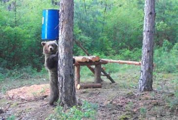 Мечка живее в планина Верила в Радомирско