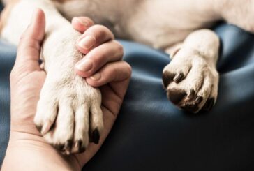 Разследват смъртта на куче в с. Бистрица