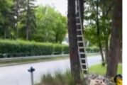 Аварийно-спасителният отряд в Перник спаси две ушати сови