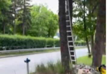 Аварийно-спасителният отряд в Перник спаси две ушати сови