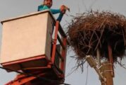 Спасителна акция за щъркелче в беда в радомирското село Друган
