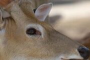 Труп на сърна открит в двора на граничен полицай в струмянското с. Раздол /ОБНОВЕНО/
