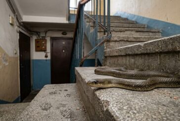 Змия се промъкна в сграда в Дупница