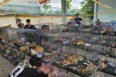 Полицията във Виетнам спаси от кланица стотици котки