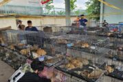 Полицията във Виетнам спаси от кланица стотици котки