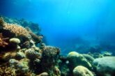 Отровна риба балон във водите на Егейско море в Гърция