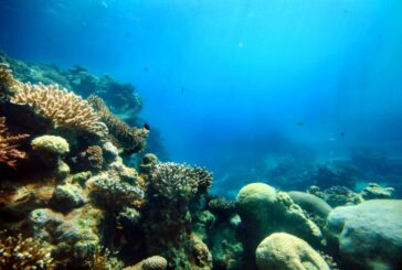 Отровна риба балон във водите на Егейско море в Гърция