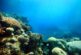 Отровна риба балон във водите на Егейско море в Гърция