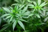 Полицаи ожънаха нива с канабис край петричкото село Камена
