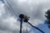 Спасиха малко щъркелче в Жиленци след светкавична намеса