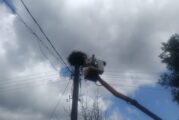 Спасиха малко щъркелче в Жиленци след светкавична намеса
