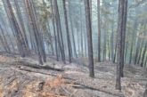 СТИХИИ В ГОРЕЩНИЦИТЕ: 83 пожара гасиха огнеборците в Пиринско за седмица
