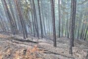 СТИХИИ В ГОРЕЩНИЦИТЕ: 83 пожара гасиха огнеборците в Пиринско за седмица