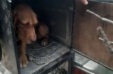 Глобиха ловджия, кучето му безпокояло диви животни в парков участък 