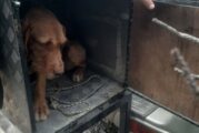 Глобиха ловджия, кучето му безпокояло диви животни в парков участък 