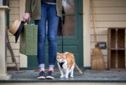 Как да пътувате с котка: 14 съвета и трикове, които да приложите