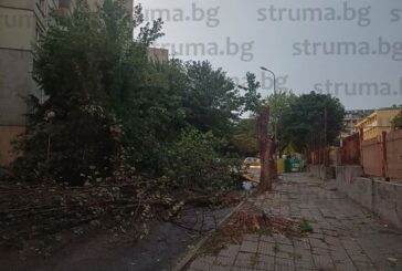 Огромно дърво се стовари зад Езиковата гимназия в Благоевград