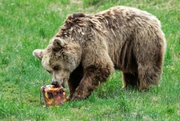 5-килограмови сладоледи с плодове и мед разхлаждат мечкитеот парка в Белица в жегите