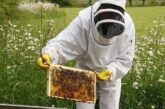 Отлична година с 18-20 кг от кошер отчетоха пчеларите по поречието на р. Струма
