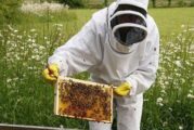 Отлична година с 18-20 кг от кошер отчетоха пчеларите по поречието на р. Струма