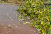 Буря остави половината ковачевското село Лобош без ток
