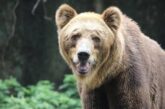 Мечка забелязана в близост до якорудските села Черна Места и Конарско