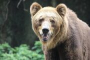 Мечка забелязана в близост до якорудските села Черна Места и Конарско