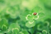 Какво означава, ако намерите четирилистна детелина?