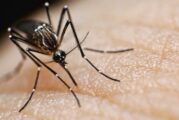 Рязък скок на заразените със западнонилска треска в Гърция