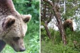 Последната танцуваща мечка Мима чукна 19 г. на свобода в парка в Белица