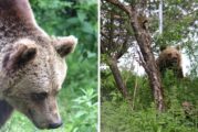 Последната танцуваща мечка Мима чукна 19 г. на свобода в парка в Белица