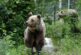 Паркът за мечки в Белица преминава към есенно работно време