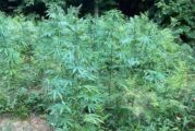 АКЦИЯ АНТИДРОГА! Унищожиха близо 400 кг. канабис в нива край с. Плоски