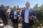 Земеделският министър Пл. Абровски се включи в символичното начало на гроздоберната кампания край Мелник, от региона отчетоха нови лозови масиви и инвестиции